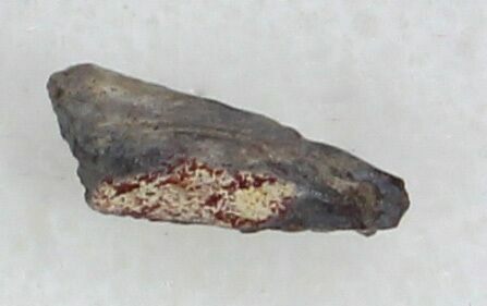 Permian Amphibian (Trimerorhachis) Claw - Oklahoma #33612